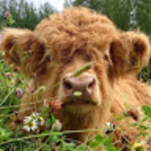Meet your Posher, Morris and beau